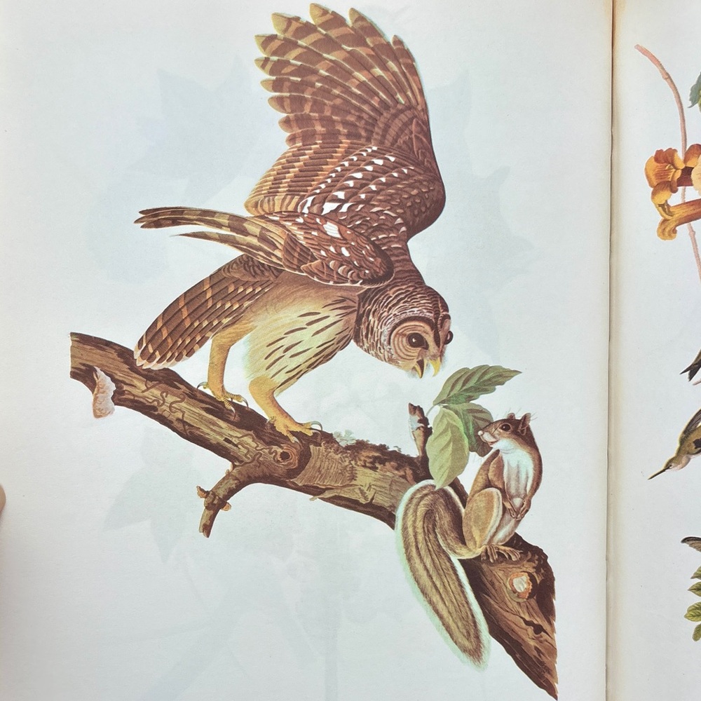 1965 The Birds of America Audubon Naturalist Birder Ornithology Feathered Friend